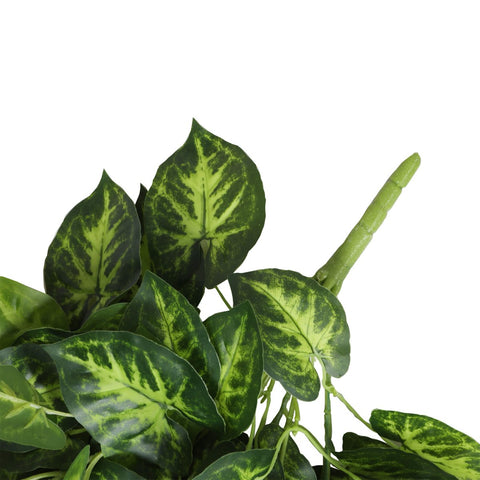 Syngonium Hanging Bush Dark Green 80cml - Evergreen Walls