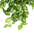 Syngonium Hanging Bush Dark Green 80cml - Evergreen Walls