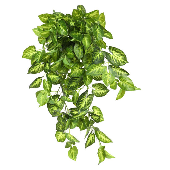 Syngonium Hanging Bush Dark Green 80cml - Evergreen Walls
