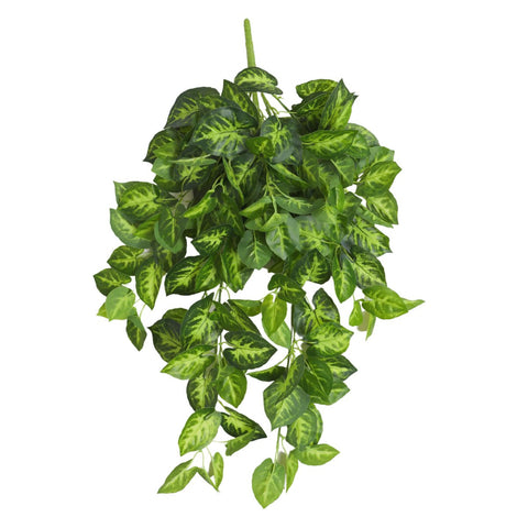 Syngonium Hanging Bush Dark Green 80cml - Evergreen Walls