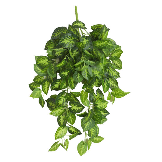 Syngonium Hanging Bush Dark Green 80cml - Evergreen Walls