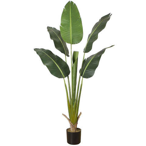 Traveller Palm 160cm - Evergreen Walls