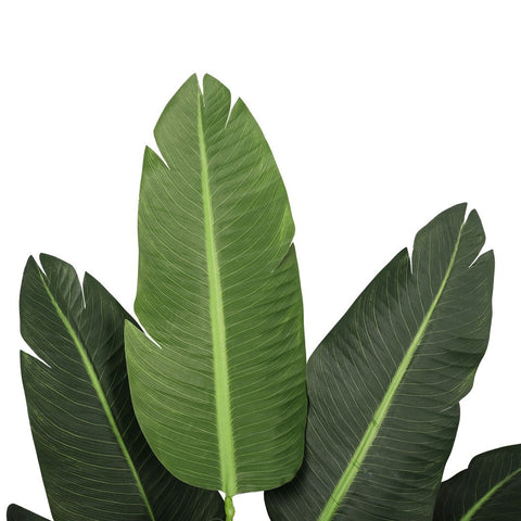 Traveller Palm 160cm - Evergreen Walls