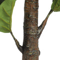 Triple Plant Bundle - 3 x Fiddle Ficus Leaf Plants (S,M,L) - Evergreen Walls