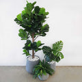 Triple Plant Bundle - 3 x Fiddle Ficus Leaf Plants (S,M,L) - Evergreen Walls