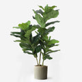 Triple Plant Bundle - 3 x Fiddle Ficus Leaf Plants (S,M,L) - Evergreen Walls