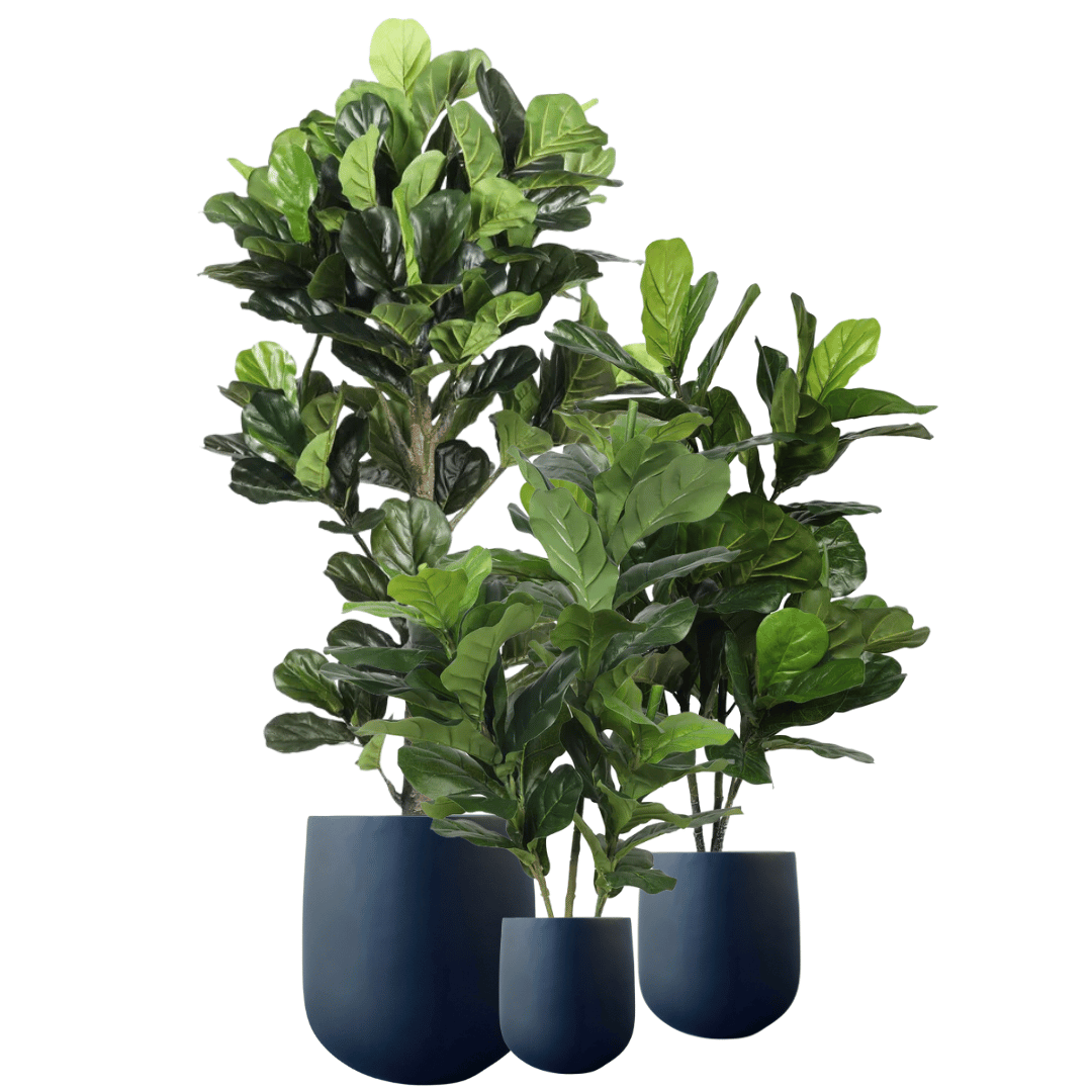 Triple Plant Bundle - 3 x Fiddle Ficus Leaf Plants (S,M,L) - Evergreen Walls