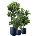 Triple Plant Bundle - 3 x Fiddle Ficus Leaf Plants (S,M,L) - Evergreen Walls
