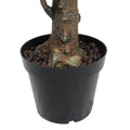 Triple Plant Bundle - 3 x Fiddle Ficus Leaf Plants (S,M,L) - Evergreen Walls
