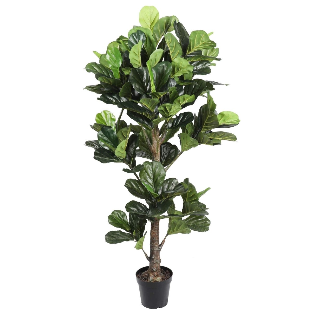 Triple Plant Bundle - 3 x Fiddle Ficus Leaf Plants (S,M,L) - Evergreen Walls