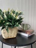 White Tipped Willow Oak Bush - Evergreen Walls
