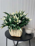 White Tipped Willow Oak Bush - Evergreen Walls
