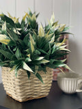 White Tipped Willow Oak Bush - Evergreen Walls