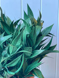 Willow Oak Bush - Evergreen Walls