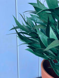 Willow Oak Bush - Evergreen Walls