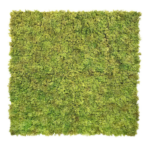 Evergreen Moss Natural Green