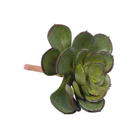 Succulent Pale Green