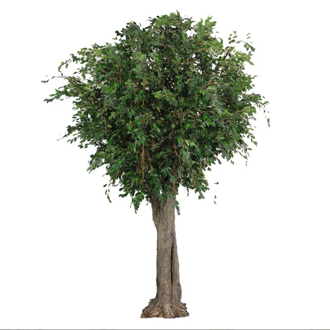 Giant Ficus Exotica Tree 600cm