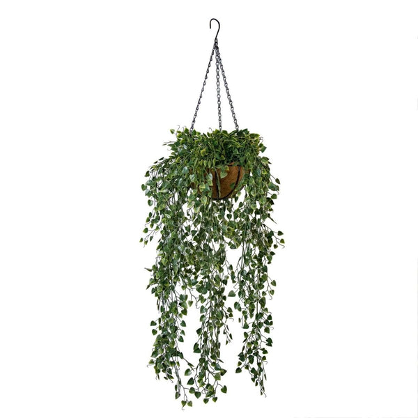angel vine hanging plant Angel Vine Hanging Basket (UV) – Evergreen Walls
