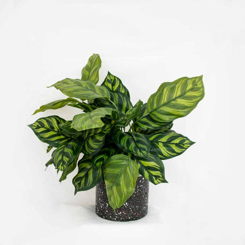 Terrazzo Recycled Pot - black and Calathea plant