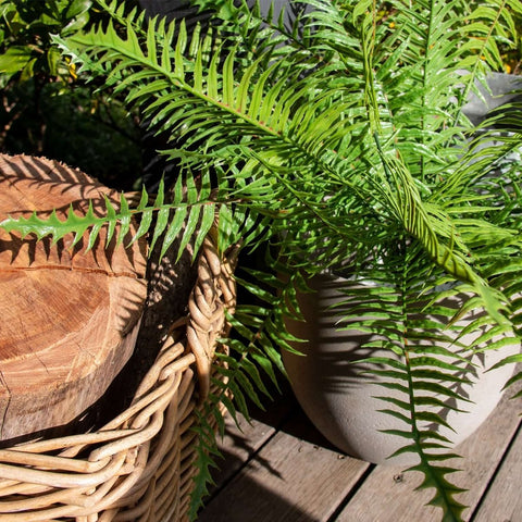 Boston Fern Ruffle Bush (UV) 52cm - Evergreen Walls