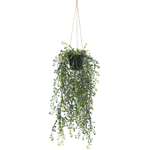 Button Fern Hanging Pot (UV)