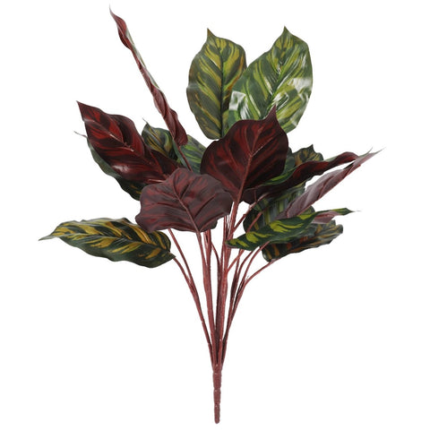Calathea Bush Burgundy 50cm - Evergreen Walls