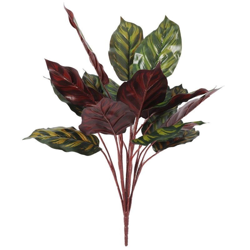 Calathea Bush Burgundy 50cm - Evergreen Walls