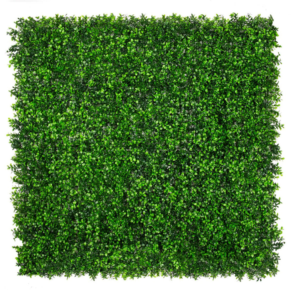 Classic Boxwood - Evergreen Walls