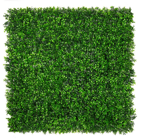 Classic Boxwood - Evergreen Walls