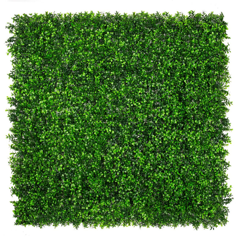 Classic Boxwood - Evergreen Walls