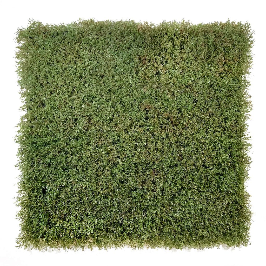 Evergreen Moss Olive Green - Evergreen Walls