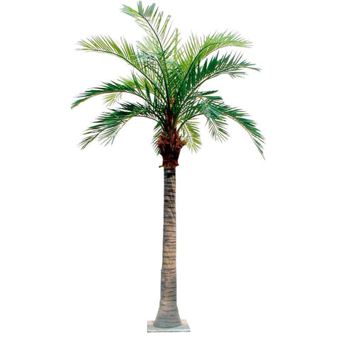 Giant Coconut Palm Tree 550cm - Evergreen Walls