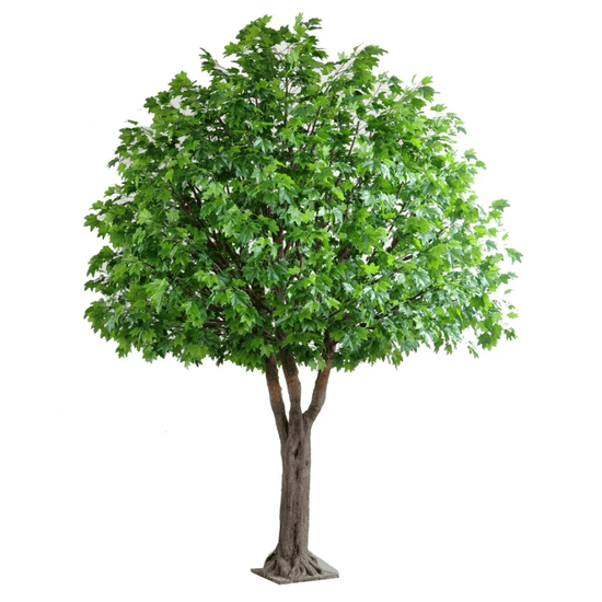 Giant Maple Leaf Tree 570cm - Evergreen Walls