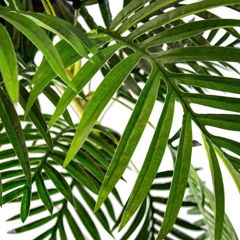 Indoor Areca Palm 1.2m - Evergreen Walls