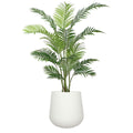 Indoor Areca Palm 1.2m - Evergreen Walls