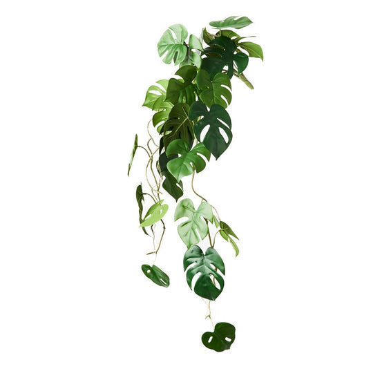 Monstera Hanging Bush 92cm - Evergreen Walls