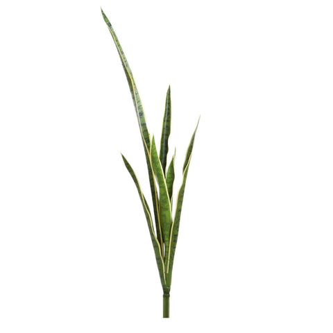 Mother - in - Law's Tongue Snake Plant 105cm - Evergreen Walls