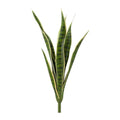 Mother in laws tongue Snake Plant 62cm - Evergreen Walls