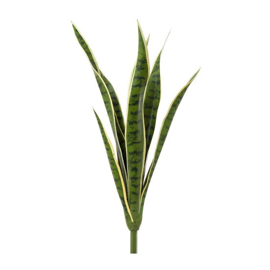 Mother in laws tongue Snake Plant 62cm - Evergreen Walls