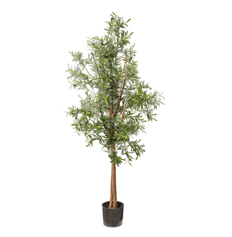 Olive Tree 170cm - Evergreen Walls