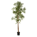 Olive tree 200cm - Evergreen Walls
