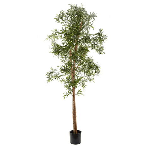 Olive tree 200cm - Evergreen Walls