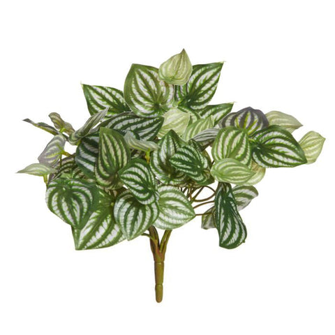 Peperomia Watermelon Bush 35cm - Evergreen Walls