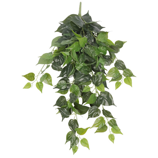 Philodendron Hanging Bush 80cml - Evergreen Walls