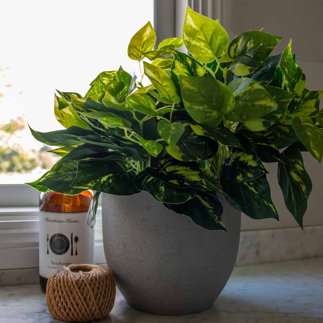 Pothos Bush Variegated 35cml - Evergreen Walls