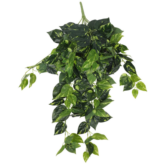 evergreen pothos Pothos Variegated Indoor Hanging Bush 80cml – Evergreen Walls