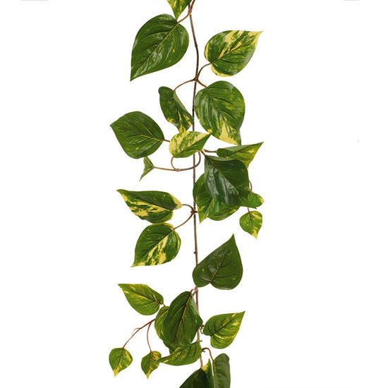 Pothos Vine Variegated 152cm (UV) - Evergreen Walls