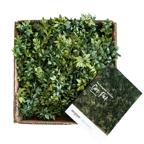 Premium Hedge Sample - Evergreen Walls