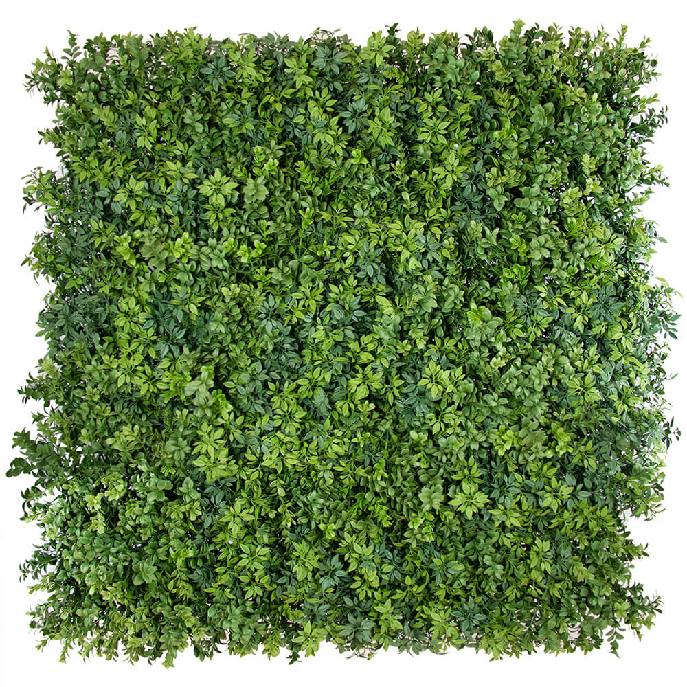 Premium Hedge - Evergreen Walls